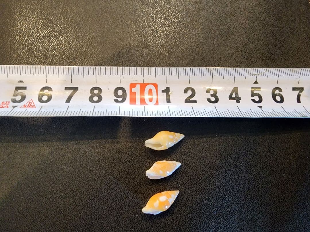 法螺貝　3cm以下