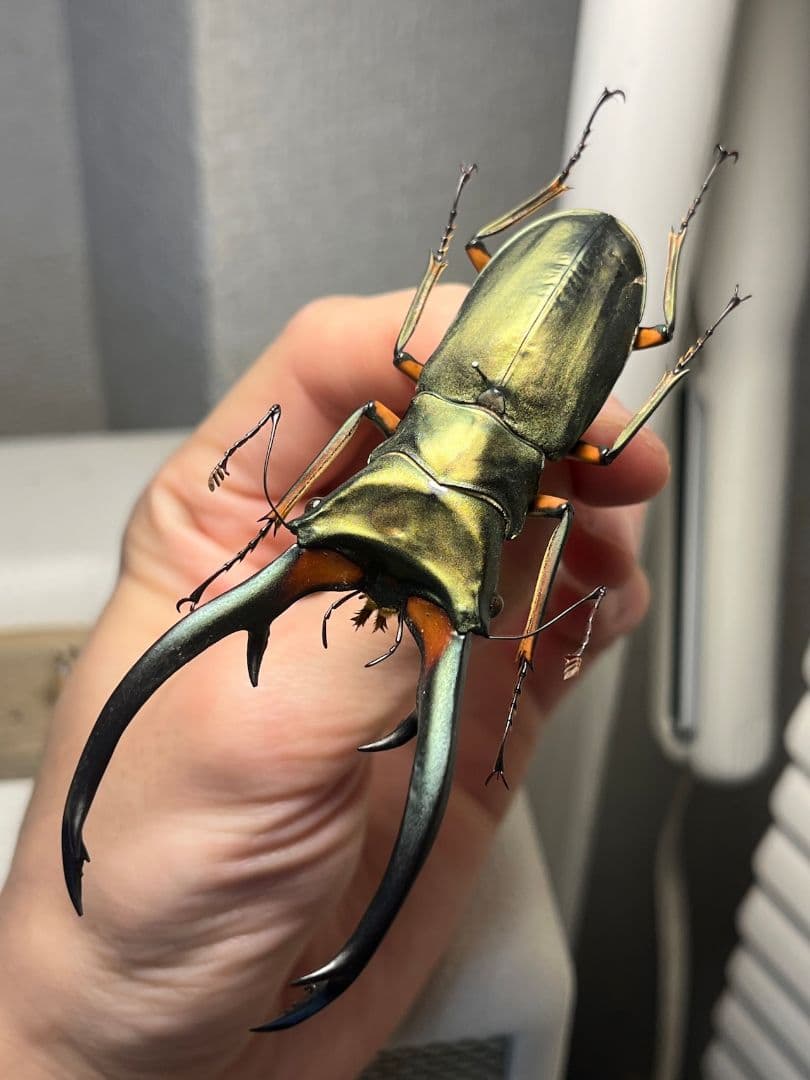 【94mm】エラフスホソアカクワガタ Cyclommatus 本 標本 甲虫