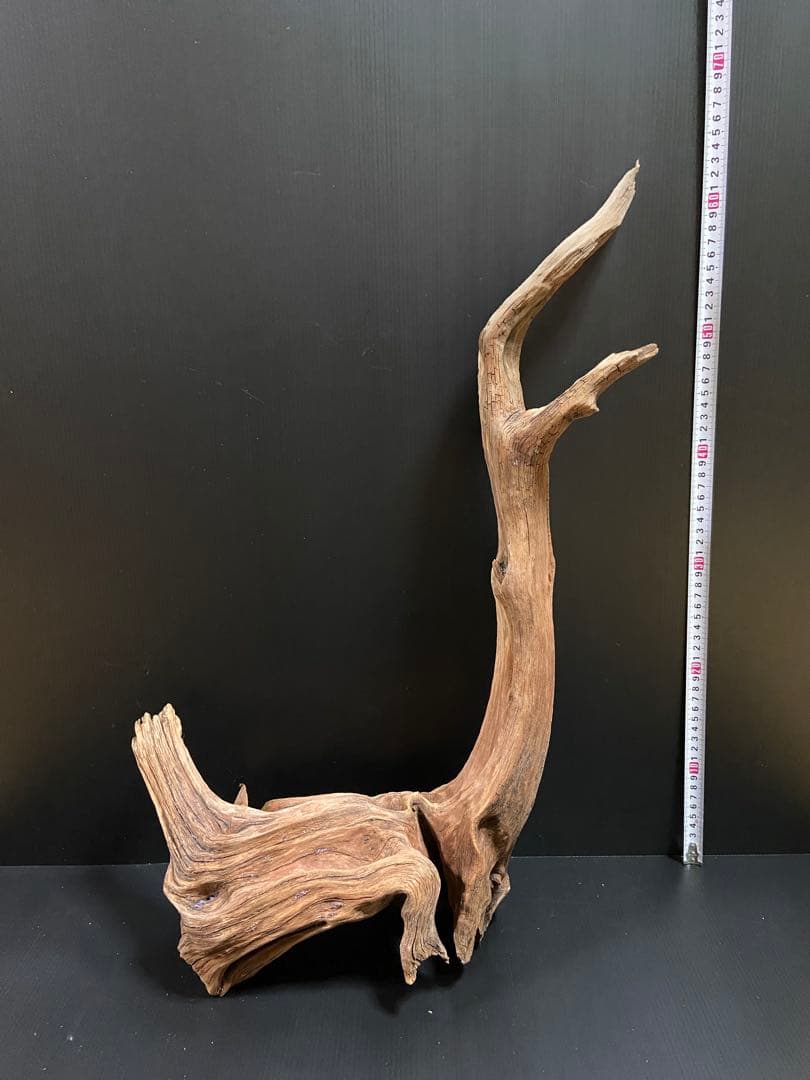 流木　大型　ホーンウッド　アクアリウム用