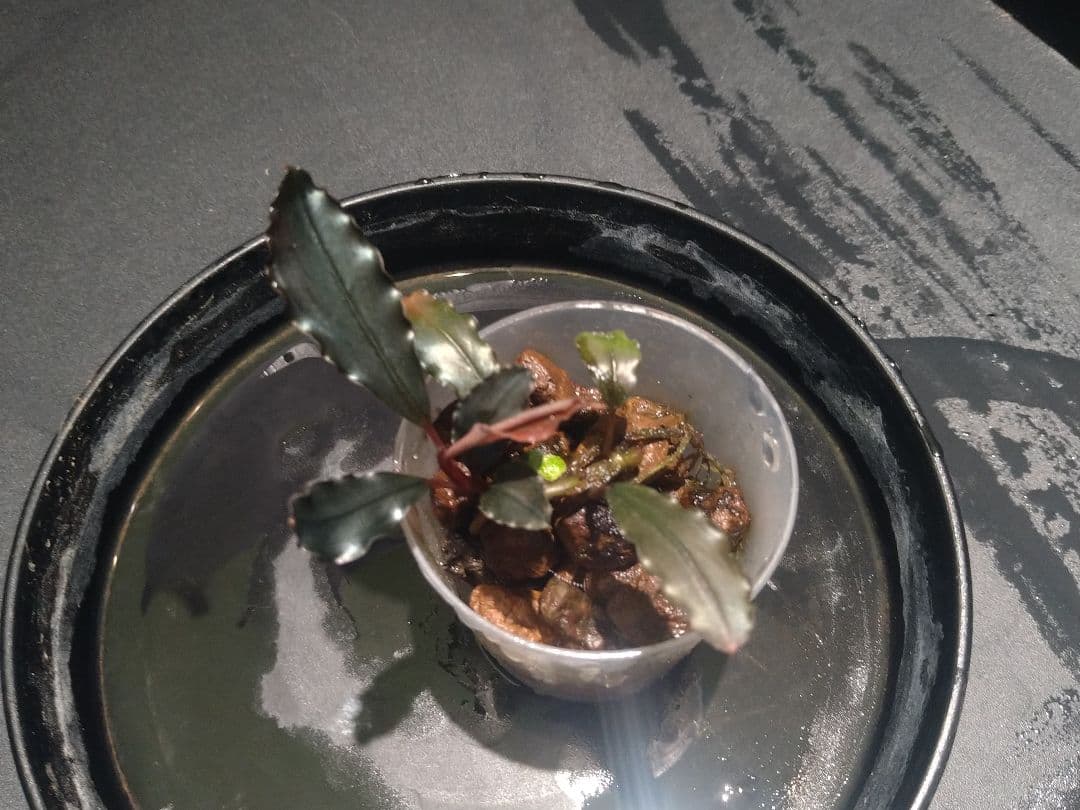 Bucephalandra Red waltz レッドワルツ