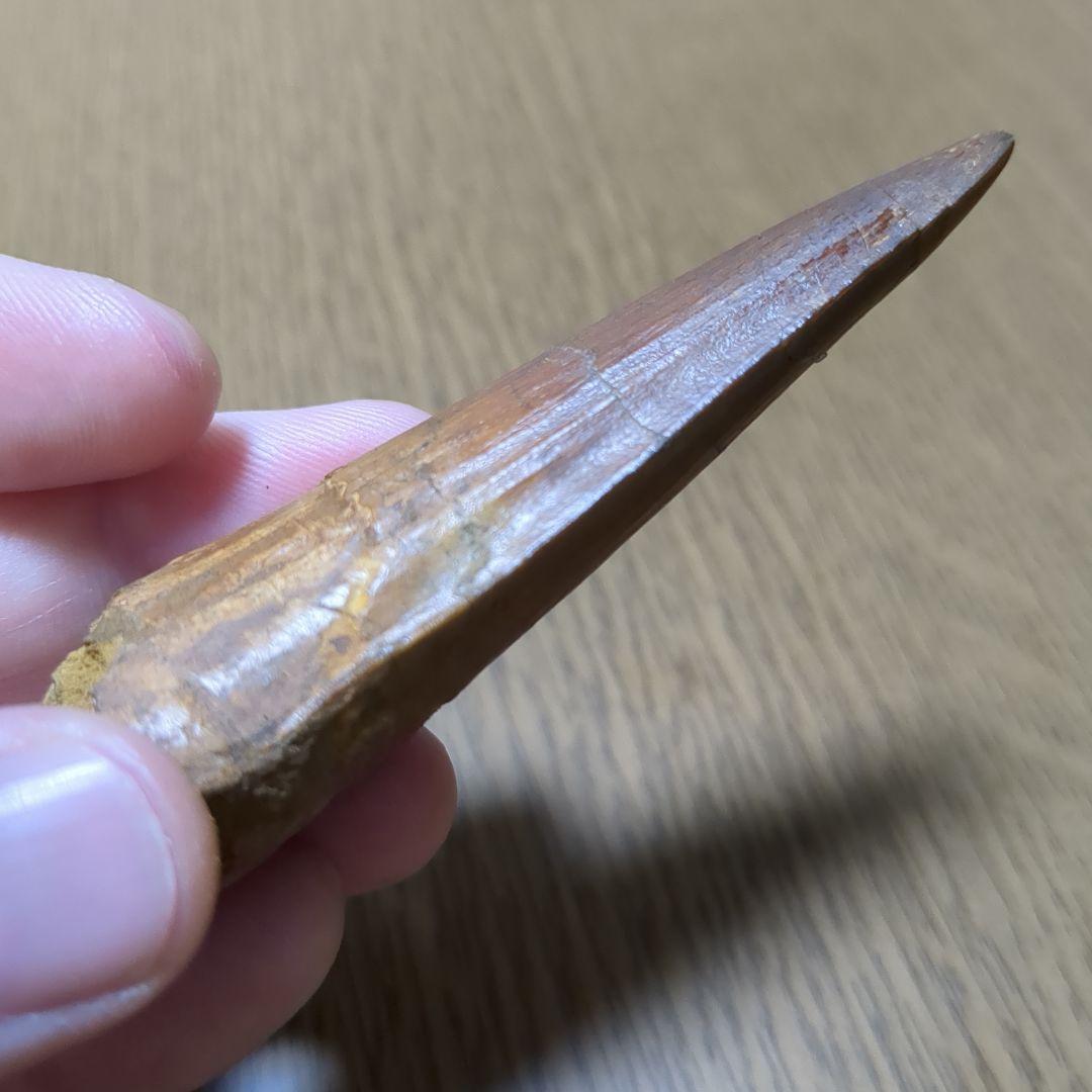 恐竜 化石 スピノサウルスの歯化石