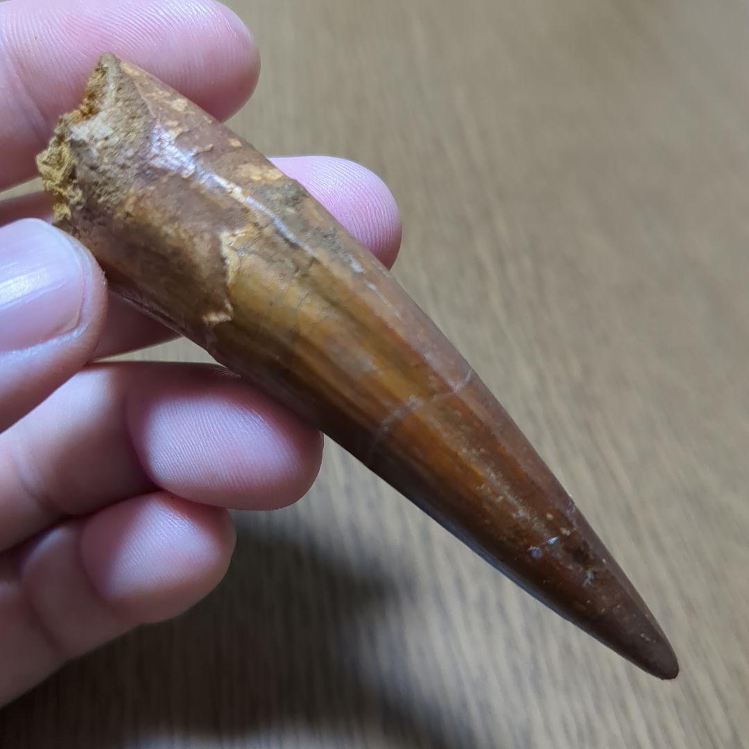 恐竜 化石 スピノサウルスの歯化石