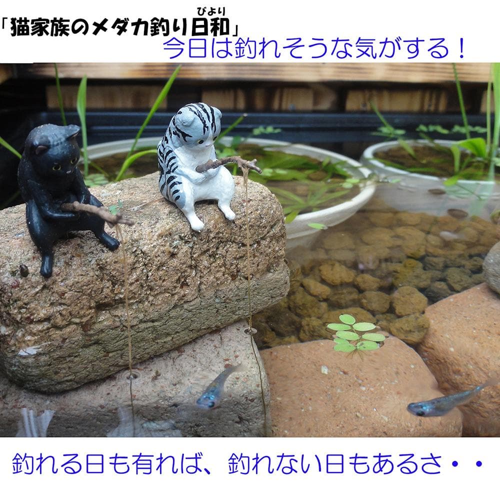 ビオトープ 40L トロ舟＆木枠セット　メダカ・金魚飼育用