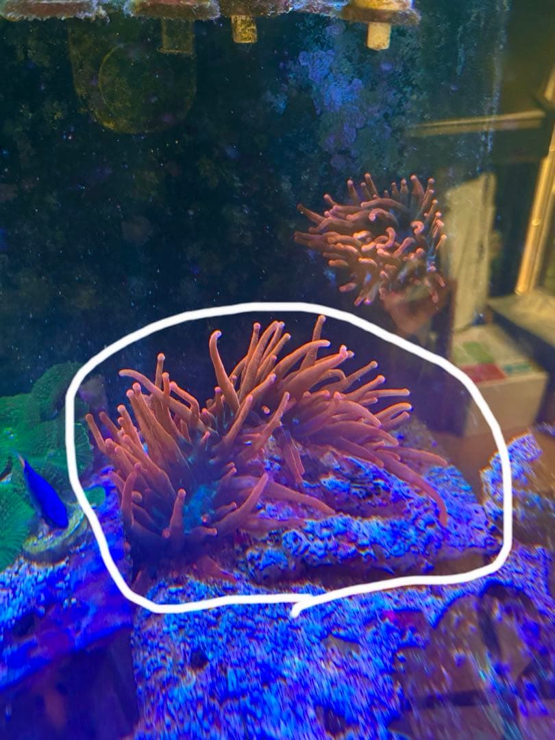 ライブロック約13×10cm 特大イソギンチャク付き