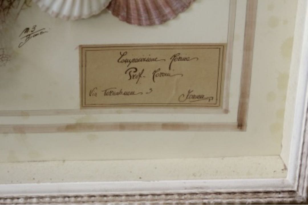 アンティーク標本　貝　珊瑚 海藻　アートフレーム　イタリアフィレンツェ