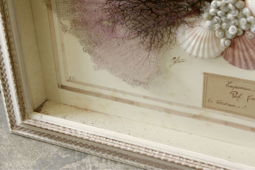 アンティーク標本　貝　珊瑚 海藻　アートフレーム　イタリアフィレンツェ