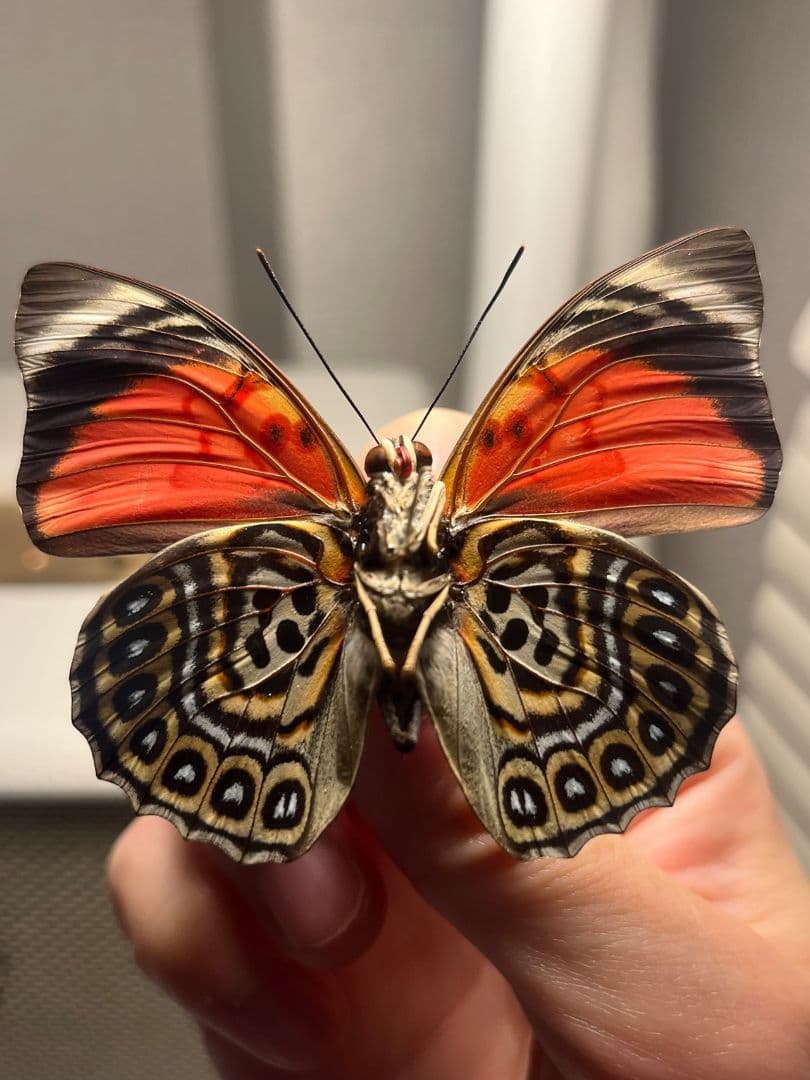 【発光感有】アグリアスクラウディナサルダナパルス♂ ミイロタテハ 蝶標本 甲虫