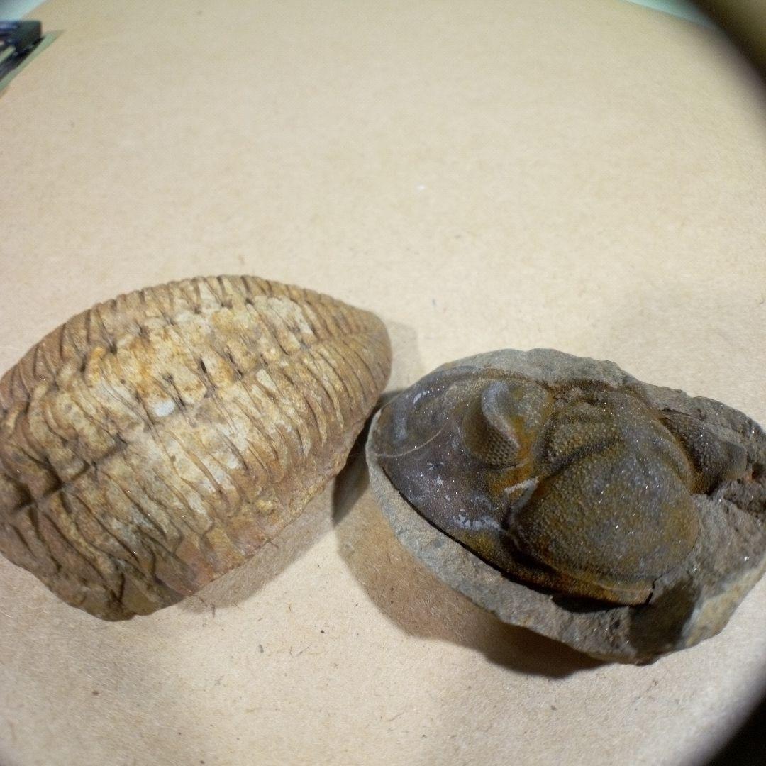 三葉虫　化石　fossil　ボリビア産　レア　Fossil判別③