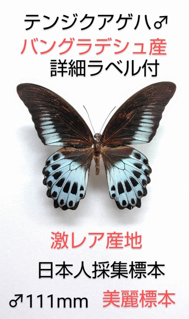 【極稀】テンジクアゲハ♂標本★ バングラデシュ産★111mm日本人採集標本