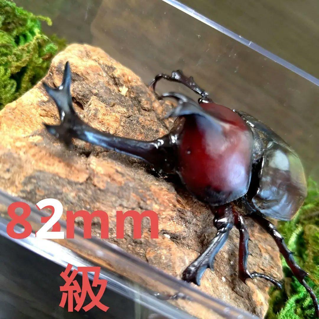希少角ノコギリ突起角82mm頭角19.8mm胸角6.2mmぐらい赤カブトムシ標本