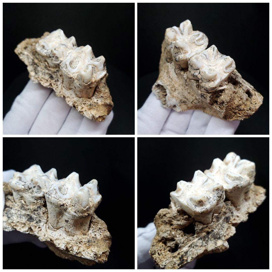 博物館級 キプロスドワーフカバ 化石 歯 本物 キプロス共和国 fr54