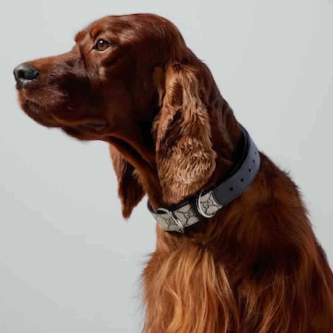 新品 未使用 GUCCI グッチ GGキャンパス ペット 首輪 L