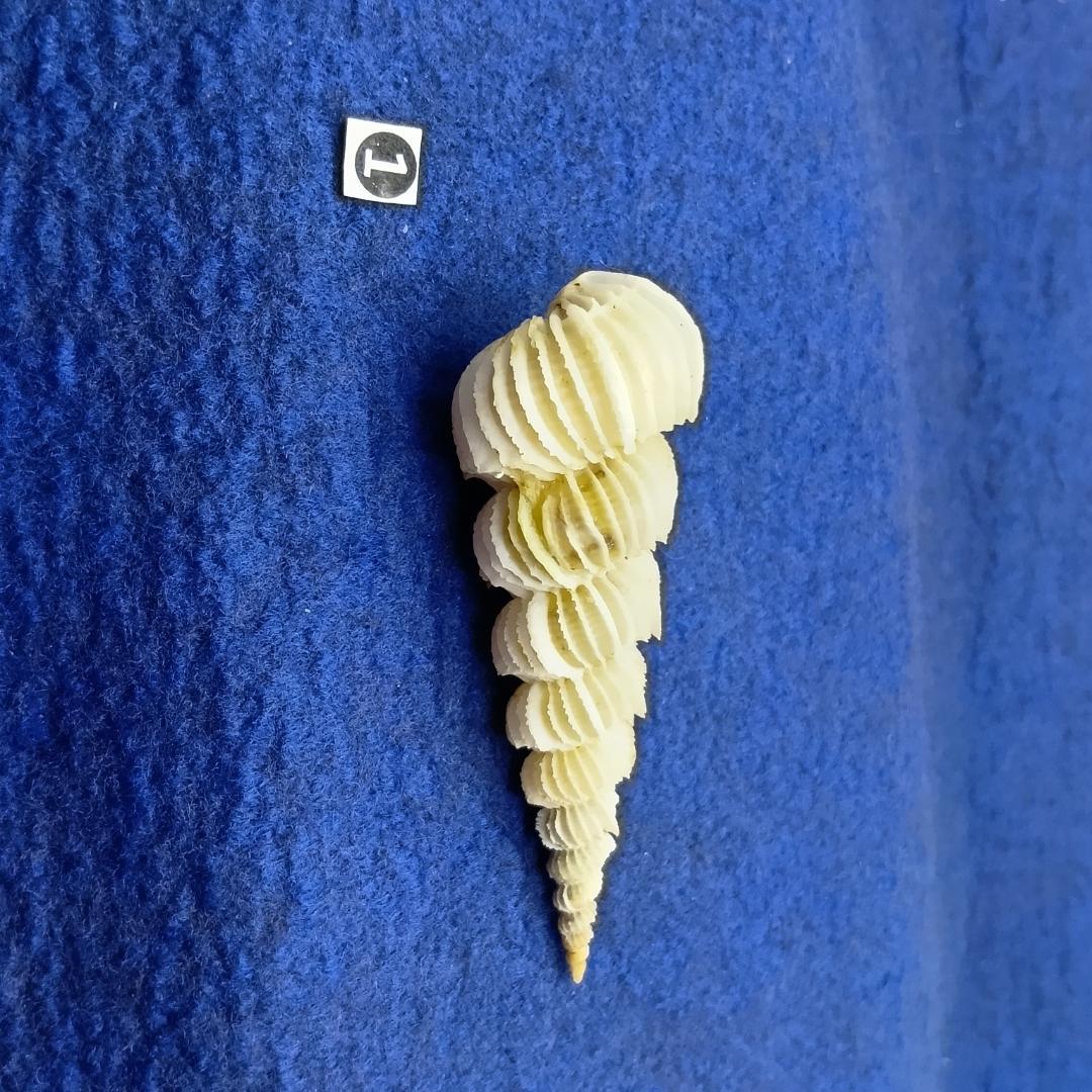 ①-1貝標本ヤエバイトカケ（蓋付：胴太型）