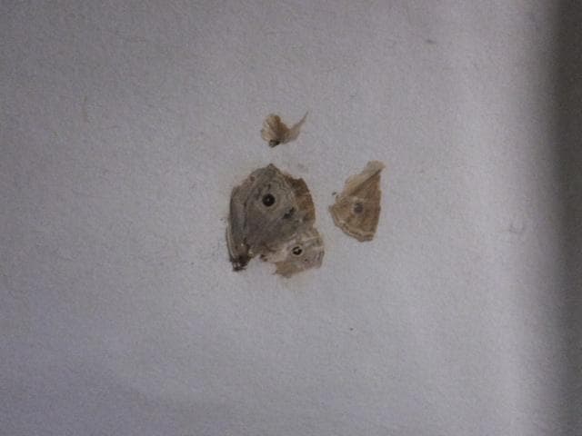 現代美術 井田照一　直筆サイン 作品証明書『垂直と地平線の間-昆虫』1205G