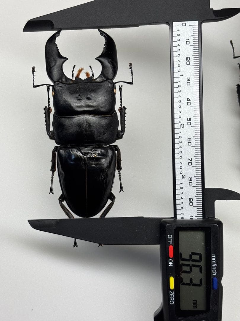 飼育品 大型 スマトラオオヒラタ パラワンオオヒラタ