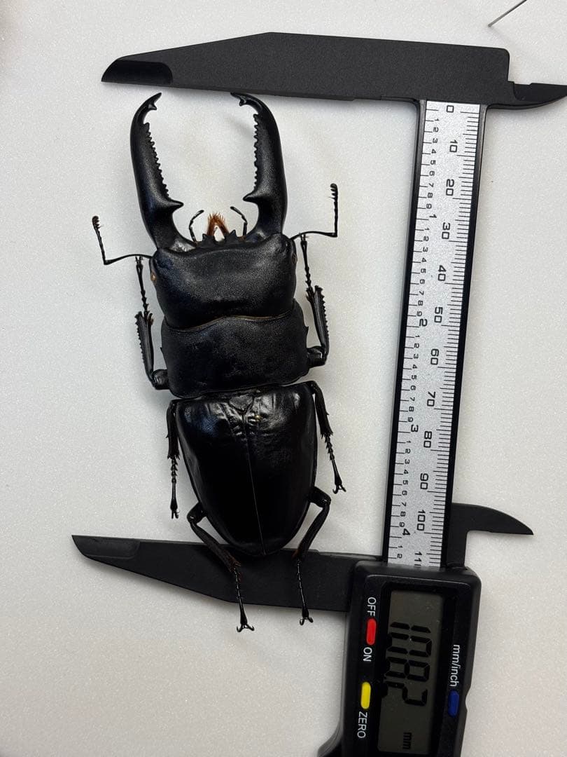 飼育品 大型 スマトラオオヒラタ パラワンオオヒラタ