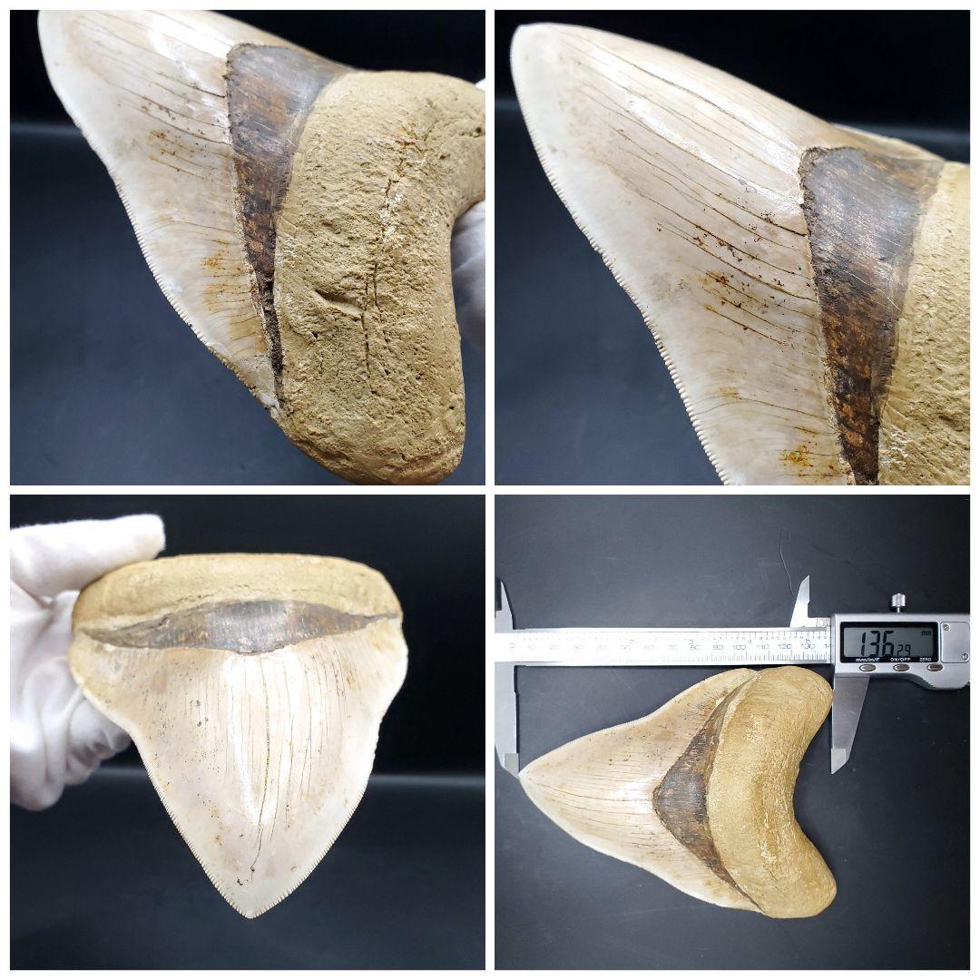 極上 メガロドン 歯 化石 本物 インドネシア 136.29mm mg17
