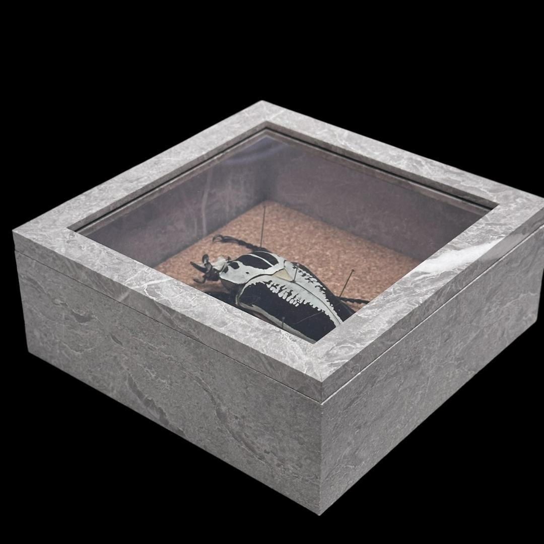 桐箱入り　ゴライアス　レギウス オオツノハナムグリ　 雄　オス　標本　　コンゴ産