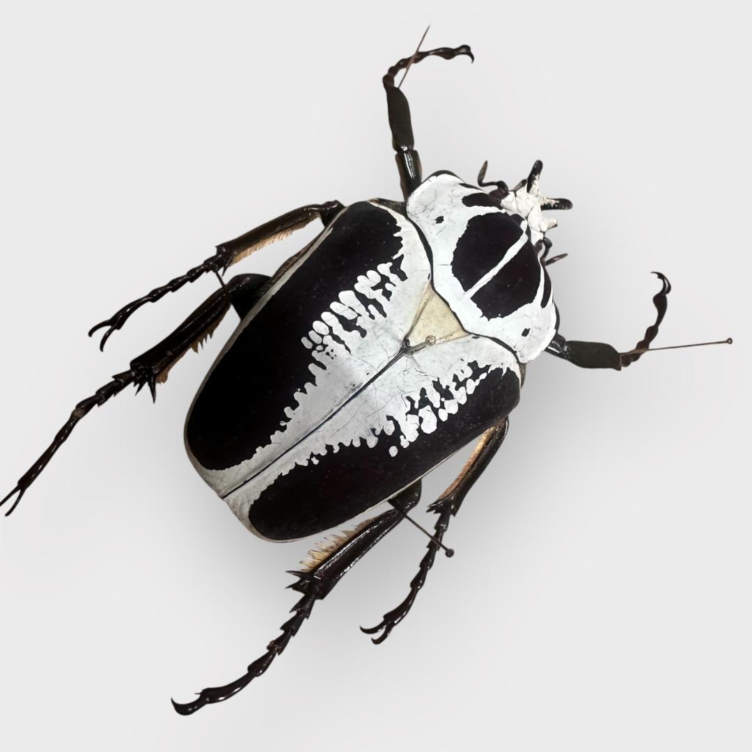 桐箱入り　ゴライアス　レギウス オオツノハナムグリ　 雄　オス　標本　　コンゴ産