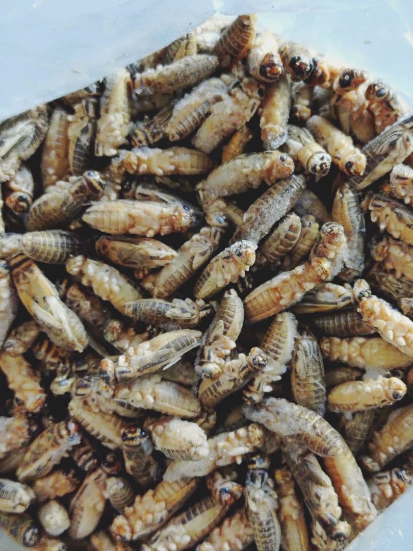 送料無料　冷凍イエコML〜Ｌ1キロ