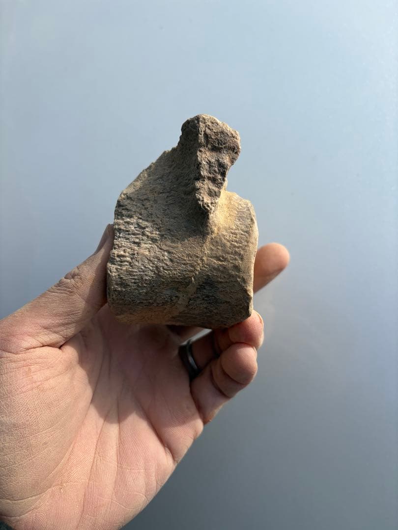 モロッコのプレシオサウルスの脊椎　化石　恐竜