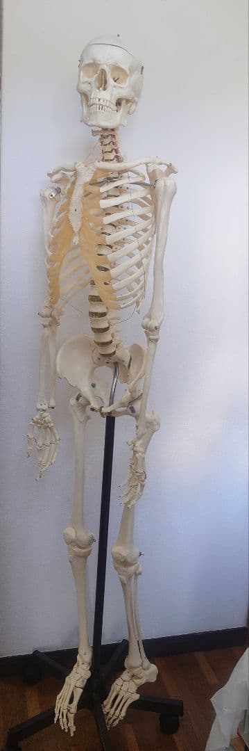 処分価格!!ソムソ社全身模型可動式170cm人体模型ドイツ移動式キャスター付き