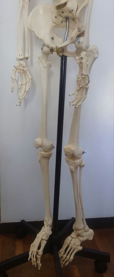 処分価格!!ソムソ社全身模型可動式170cm人体模型ドイツ移動式キャスター付き