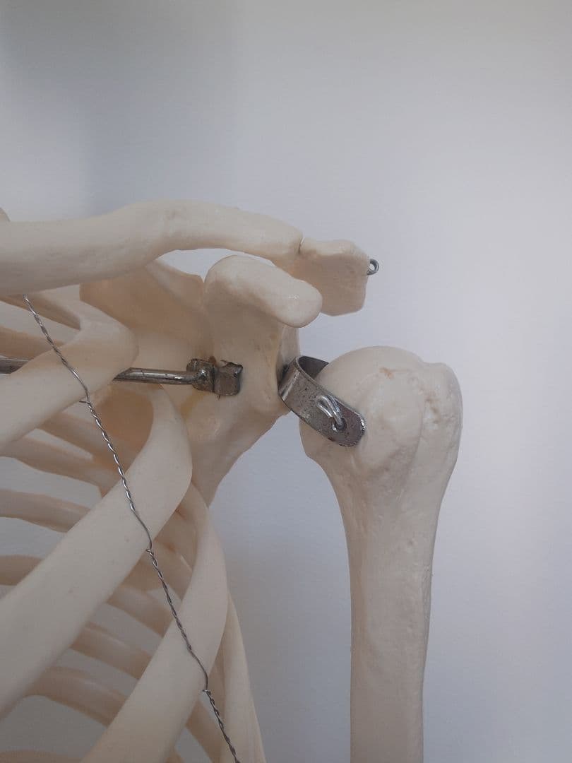 処分価格!!ソムソ社全身模型可動式170cm人体模型ドイツ移動式キャスター付き