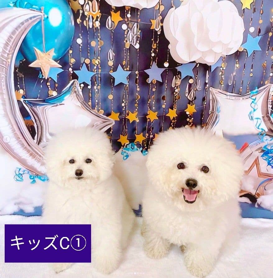 背景布　夏BB➃　ペット撮影用フォトブース　トリミングチョーカー販売中　縦長