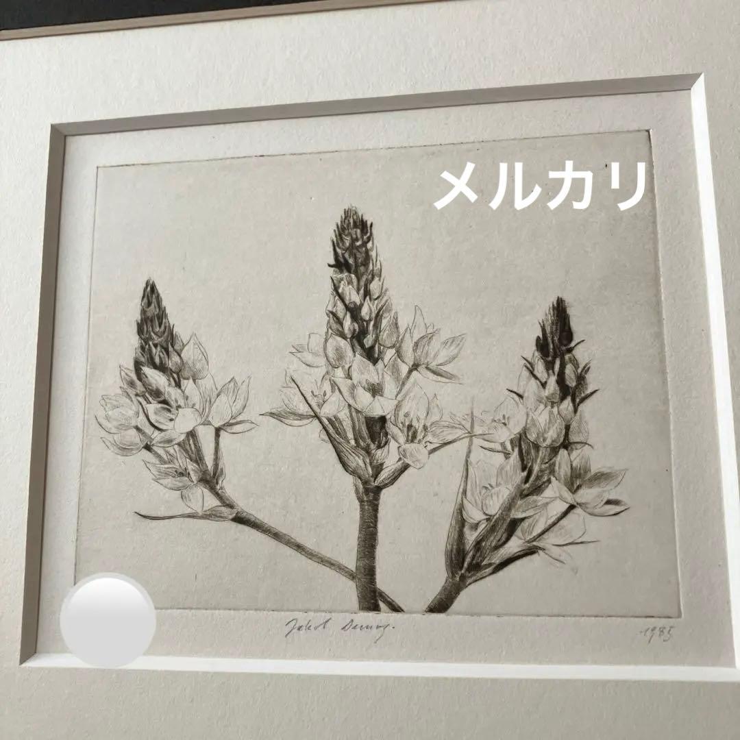 Jakob Demus ダイヤモンドドライポイント技法エッチング　ボタニカル画