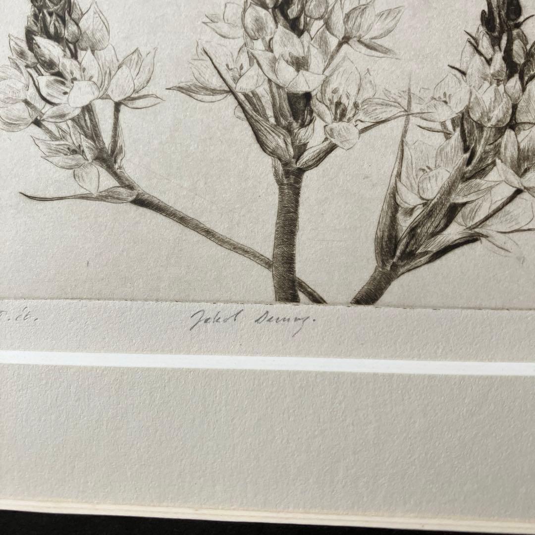 Jakob Demus ダイヤモンドドライポイント技法エッチング　ボタニカル画
