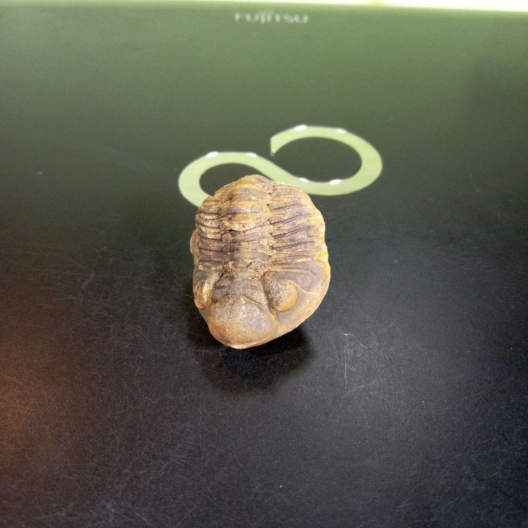 三葉虫　化石　fossil　海　ボリビア産　trilobite　海生動物分類③