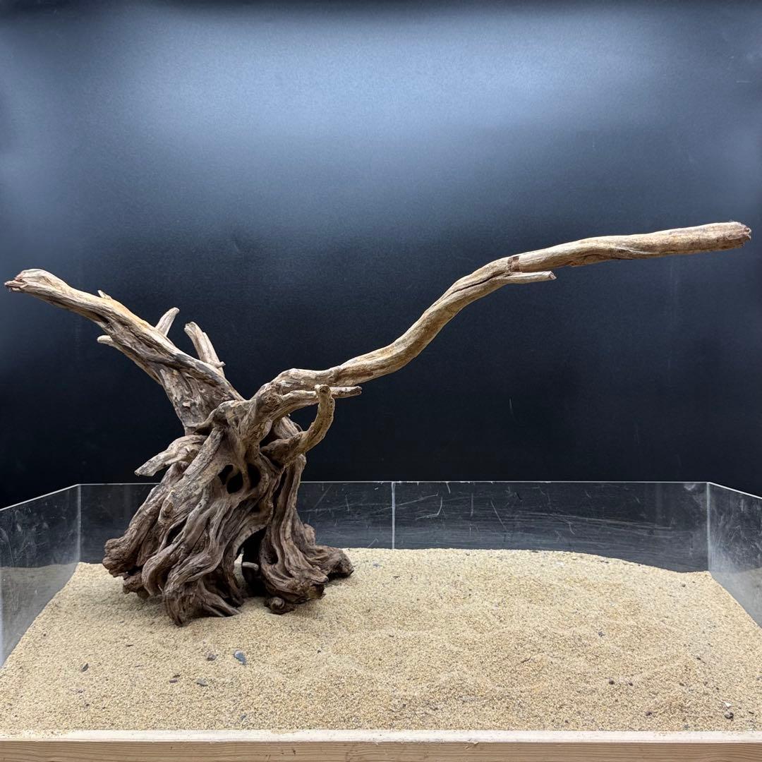 MSRW-6958 特大天然流木1点物　スリムウッド　アクアリウム