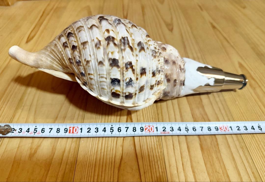 修験道法螺貝35㎝　山伏　密教　魔除け　熊よけ❣️ホラガイ　ほら貝