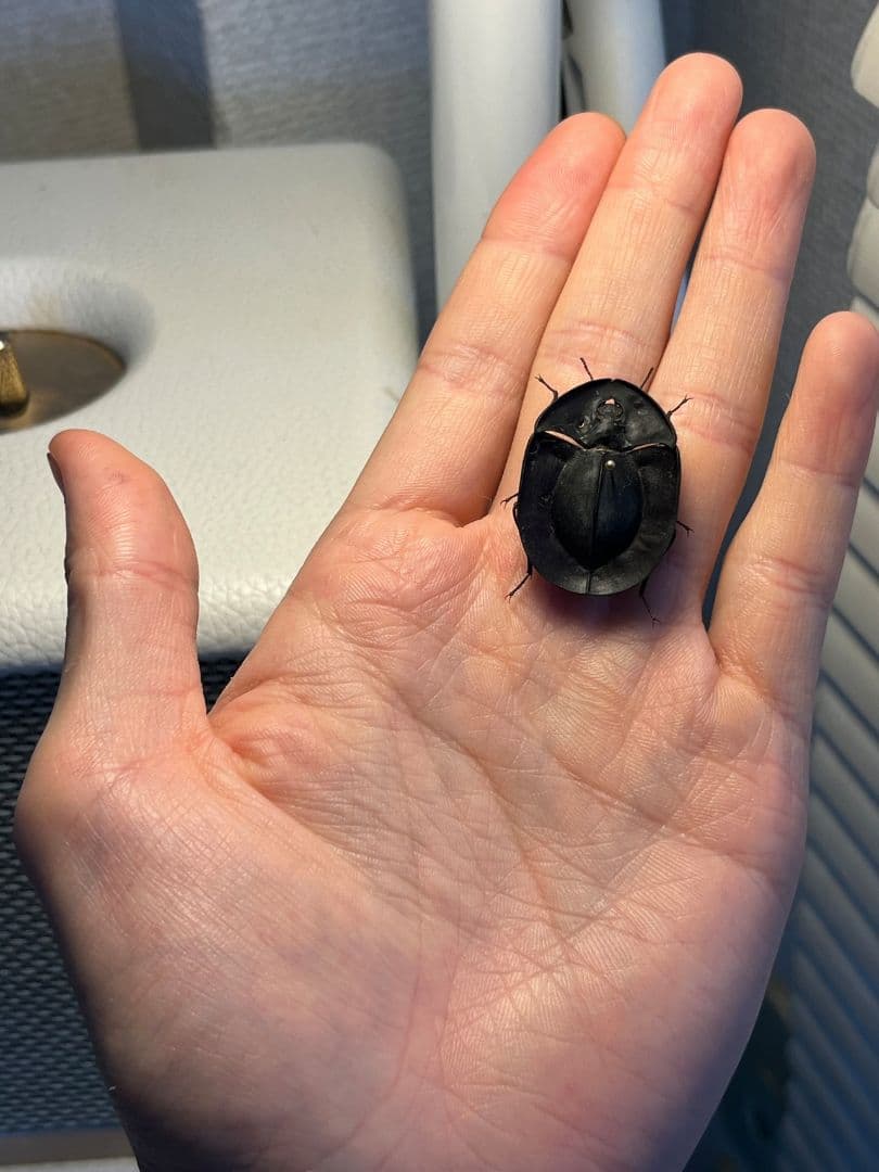 【31mm】パイザラゴミムシ 巨大 昆虫標本 標本 甲虫 オサムシ ハンミョウ