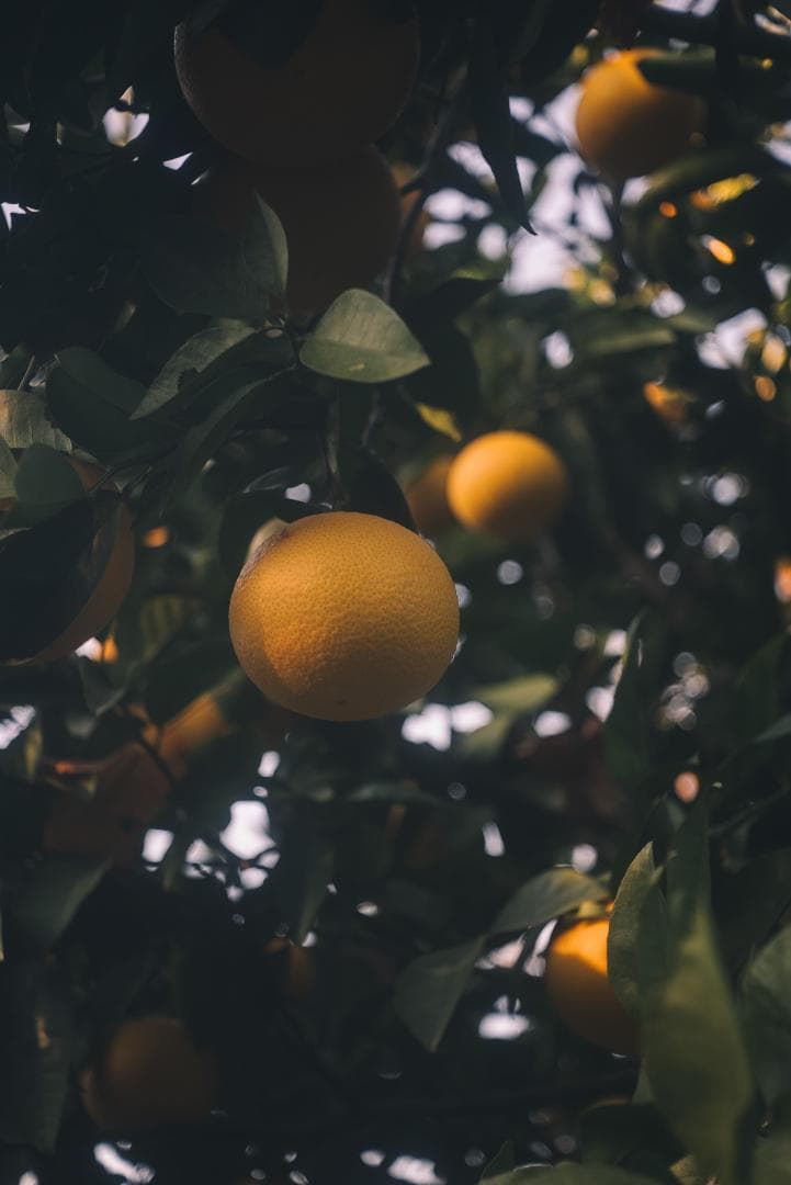 希少！全周ニッケル Elmar 50mm F3.5 オールドレンズ