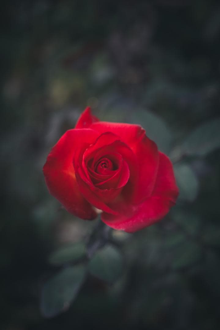 希少！全周ニッケル Elmar 50mm F3.5 オールドレンズ