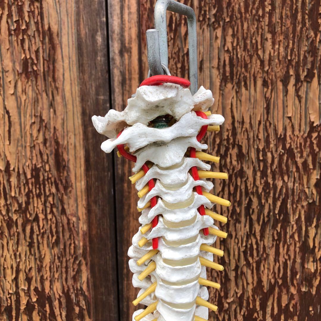 3B 脊椎模型 人体模型 スタンド付 骨格標本　骨盤　ドイツ製