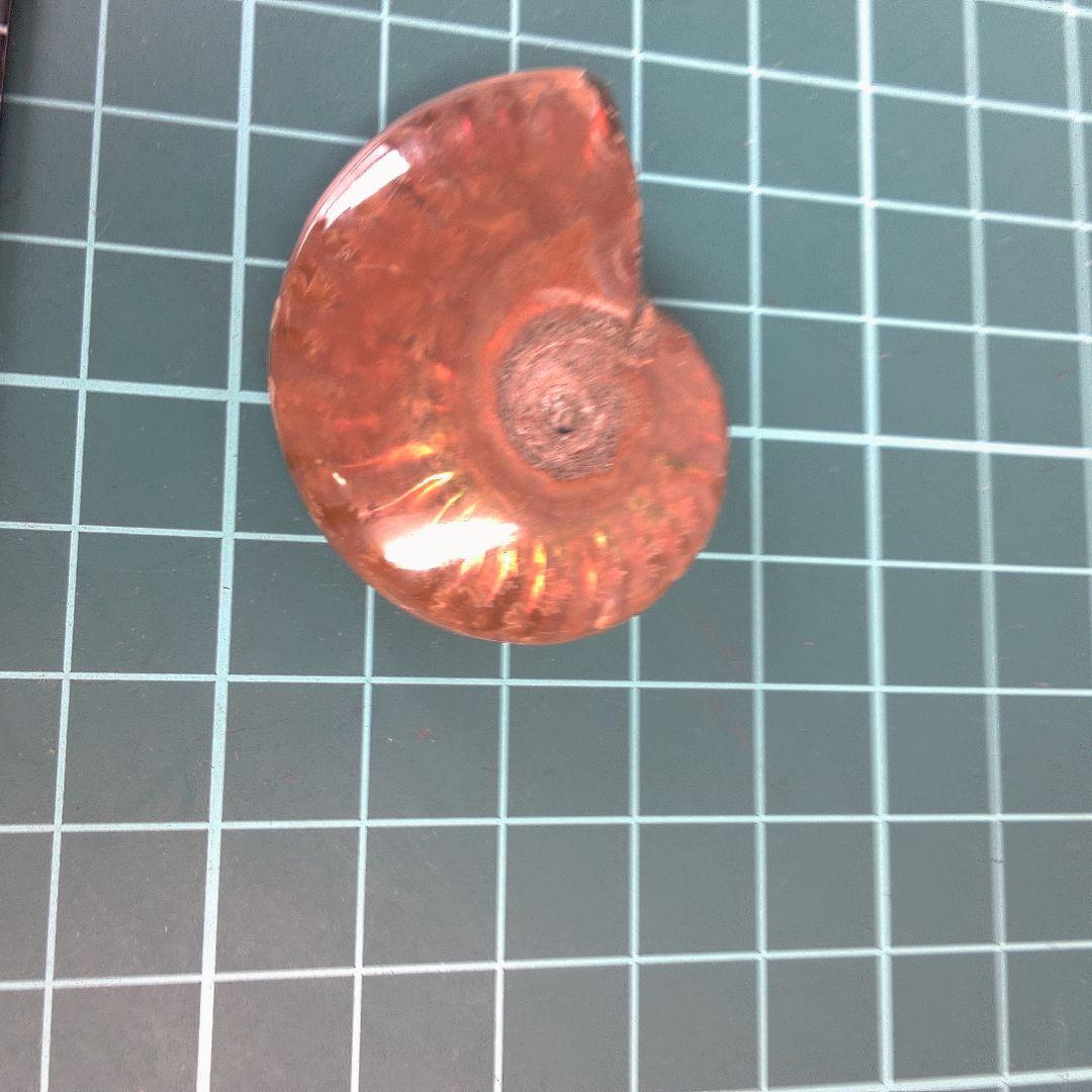 小物１ オレンジ色 アンモナイト化石