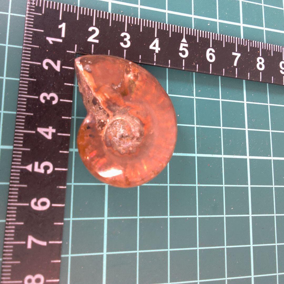 小物１ オレンジ色 アンモナイト化石