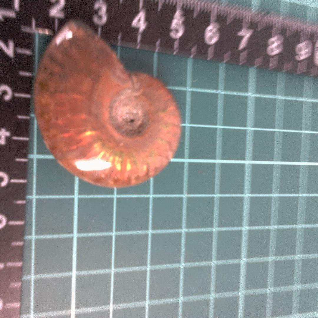 小物１ オレンジ色 アンモナイト化石