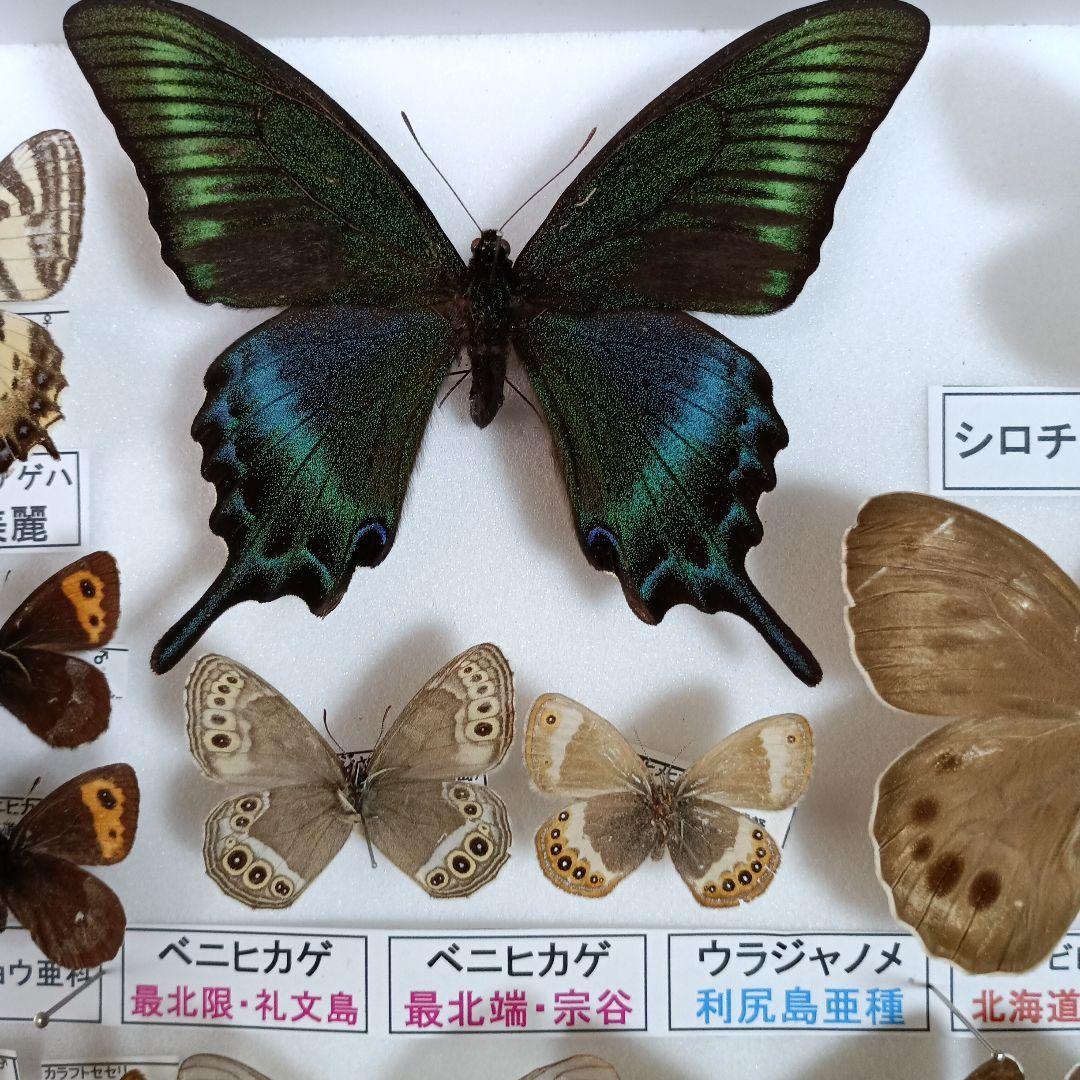 ３/17まで掲載：日本の稀少蝶 地域特産種・局地発生（亜）種