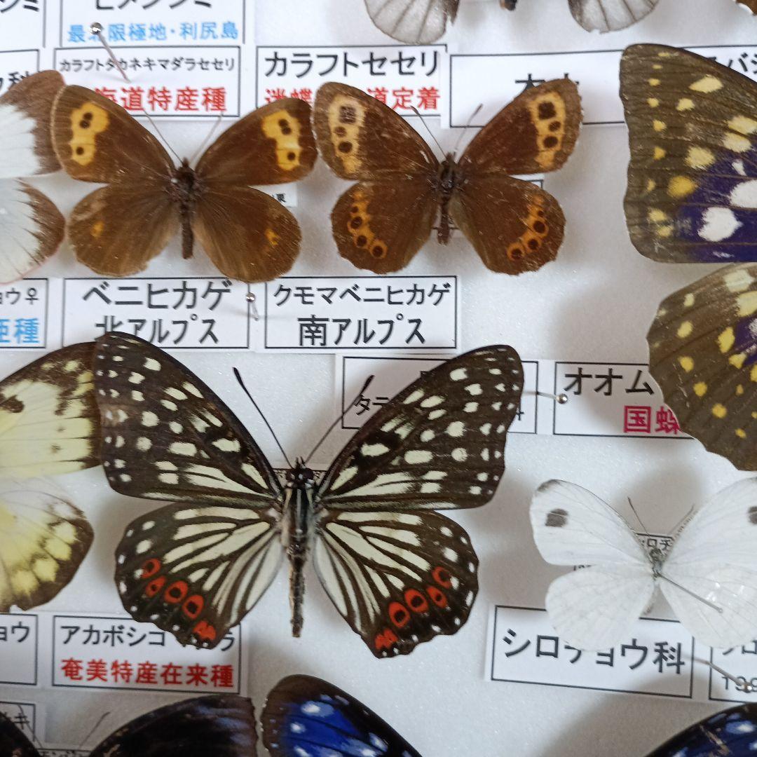 ３/17まで掲載：日本の稀少蝶 地域特産種・局地発生（亜）種