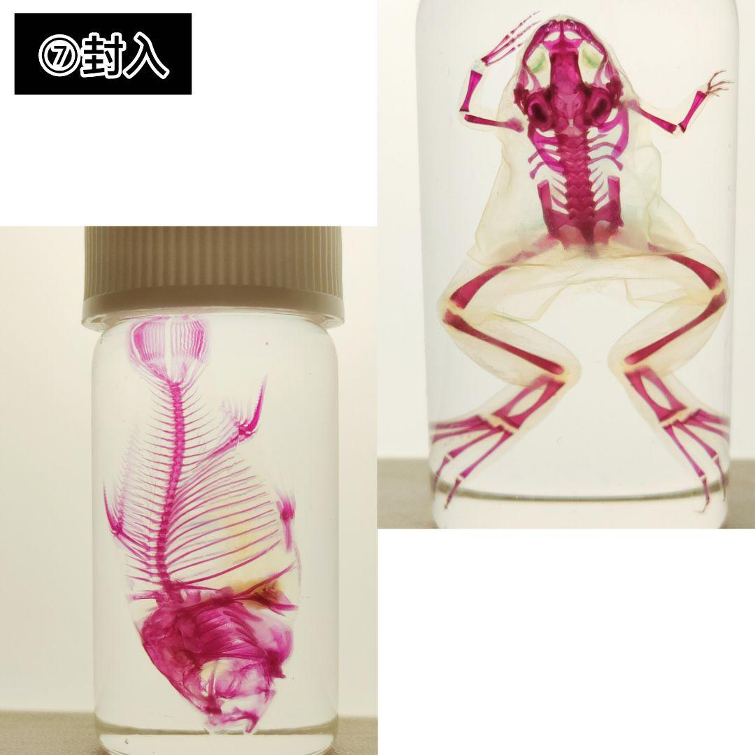 オリジナル商品【透明標本作製キット】(上級) 20点　自由研究 学習教材 改良版