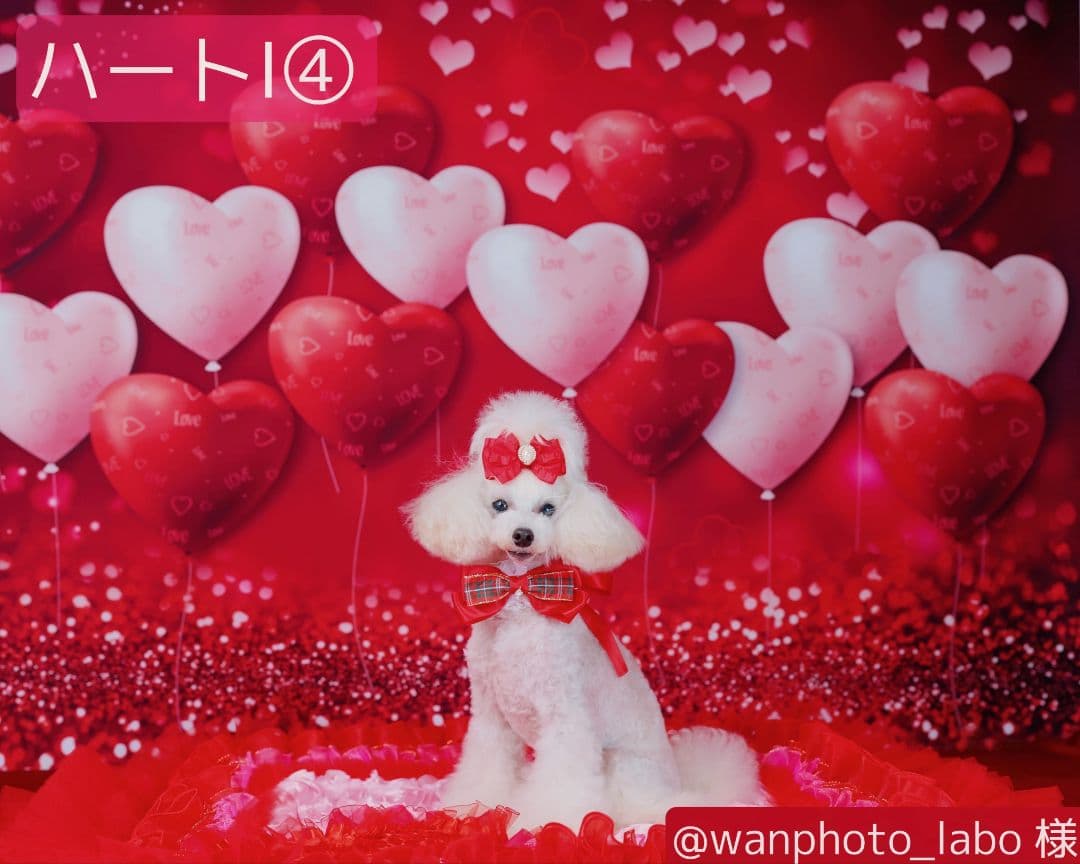 背景布×10枚+2　ペット撮影用ブース　トリミングチョーカー販売中　ペットサロン