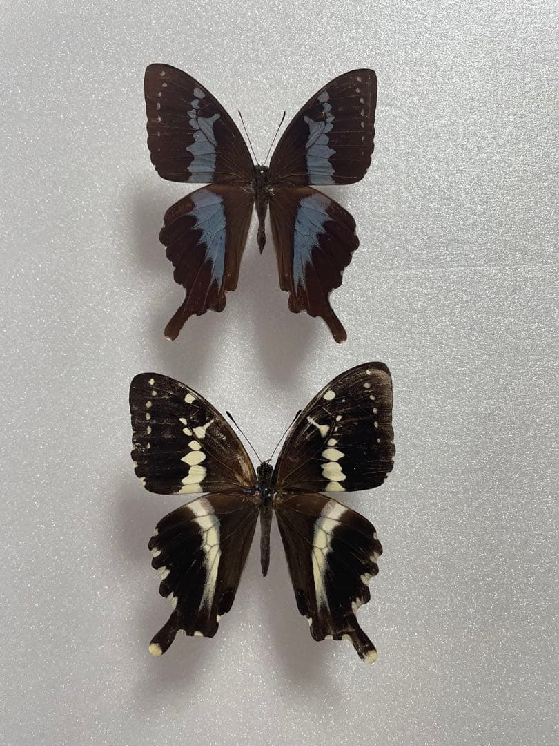 【1ペア】マンゴーラアゲハ（マダガスカル産）