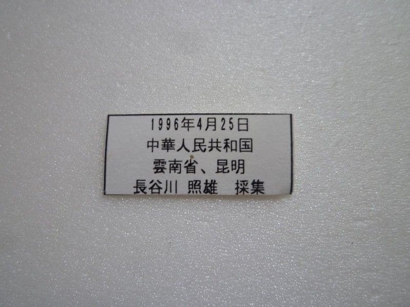 【外国産蝶標本】シナカラスアゲハ/雲南省産/86mm