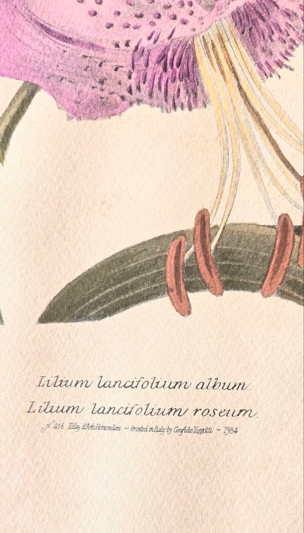 ユリの水彩画 1864年制作