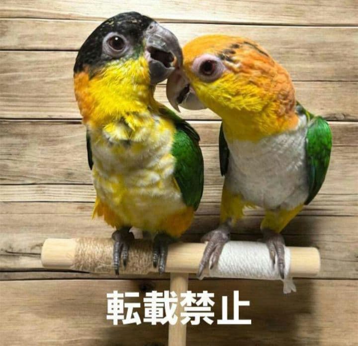 T7　☆　中型インコ　背の高～い止まり木　Tパーチ　☆　シロハラインコ　スタンド