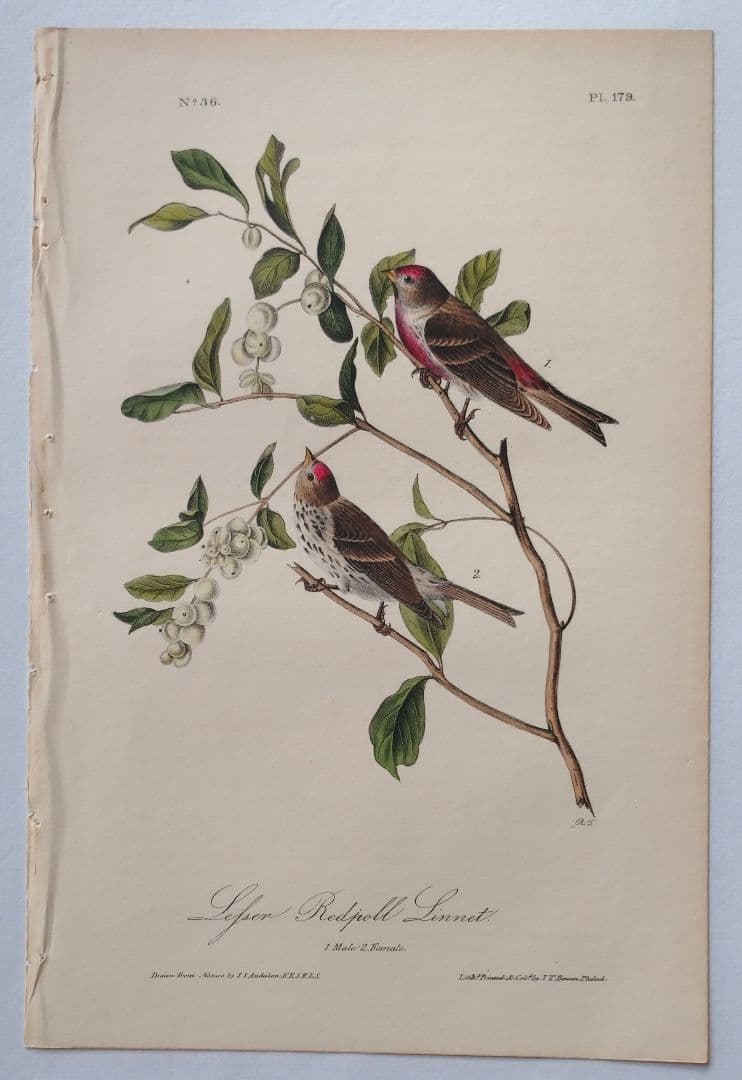 【リトグラフ】オーデュボン「アメリカの鳥類」NO.36 PL.179 単葉 初版
